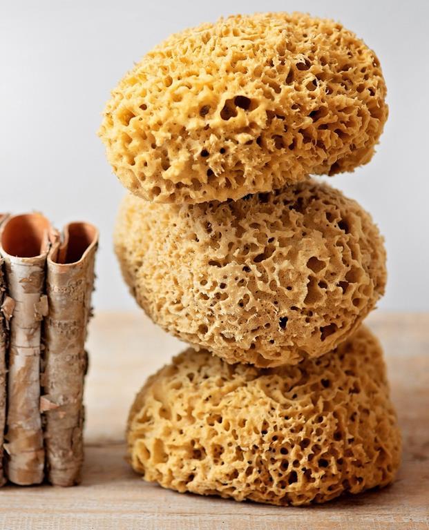 Gąbka Morska - Plaster Miodu