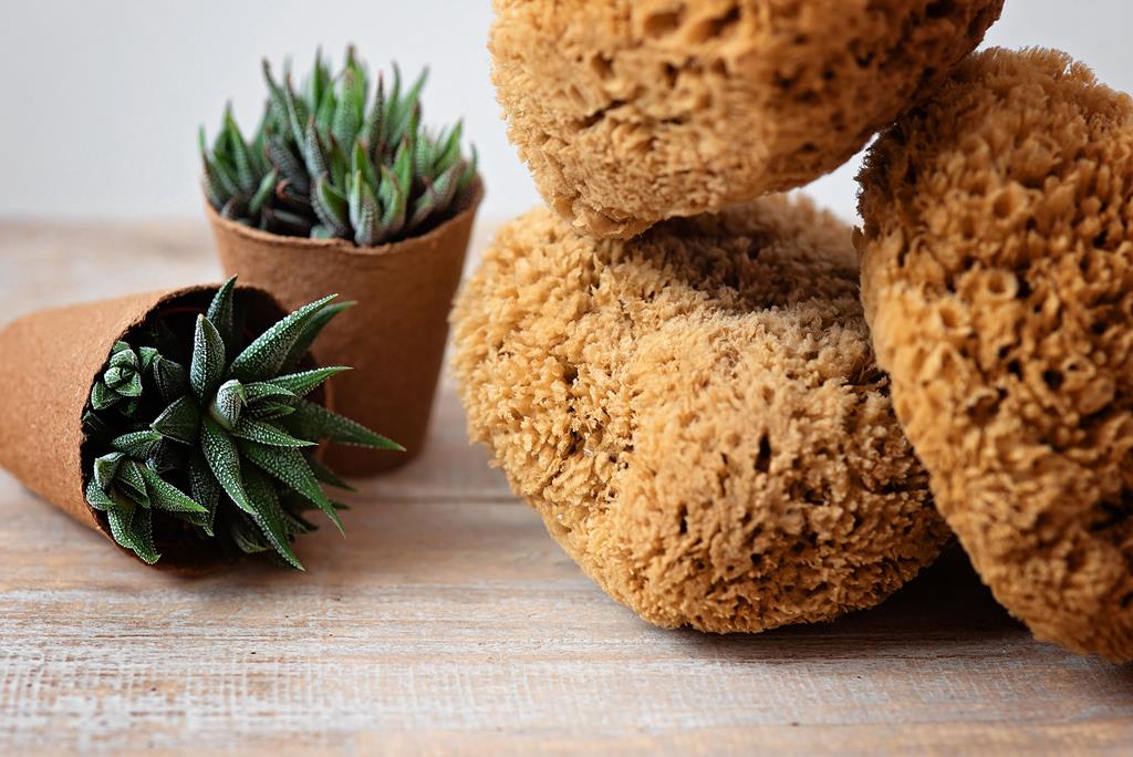 Gąbka Morska - Plaster Miodu