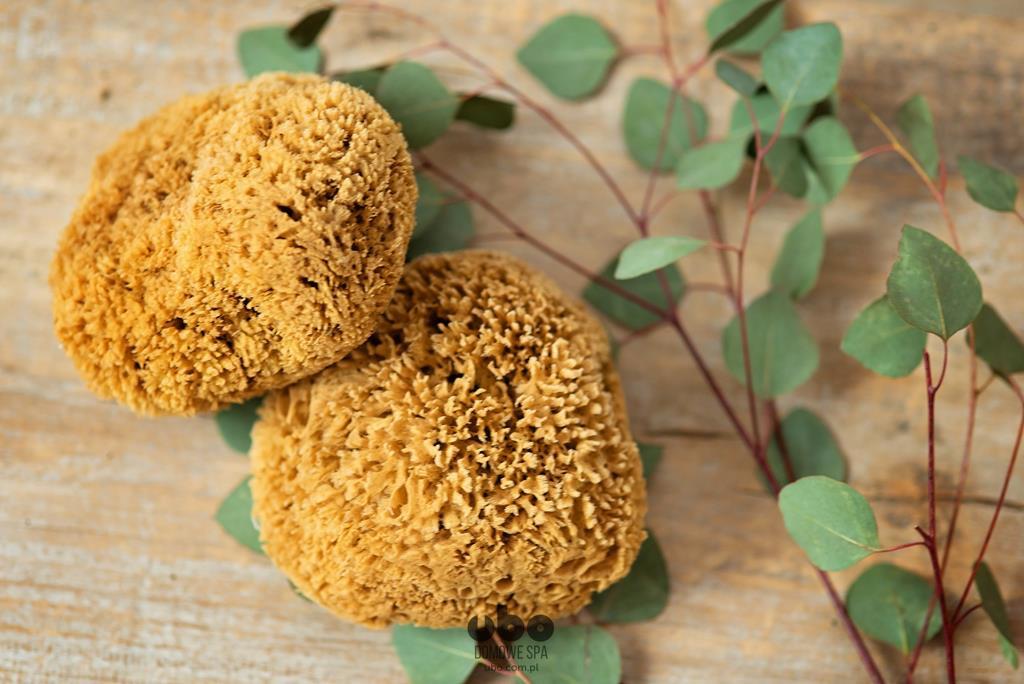 Gąbka Morska - Plaster Miodu