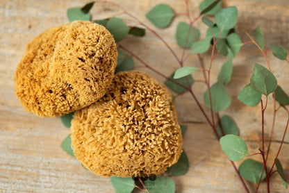 Gąbka Morska - Plaster Miodu