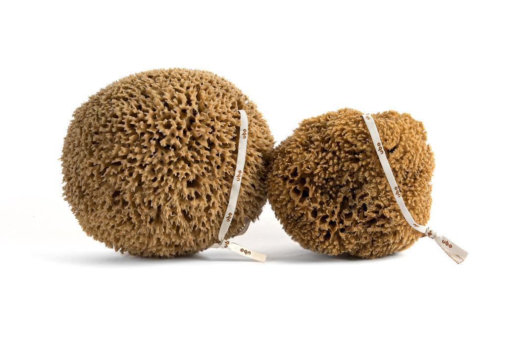 Gąbka Morska - Plaster Miodu