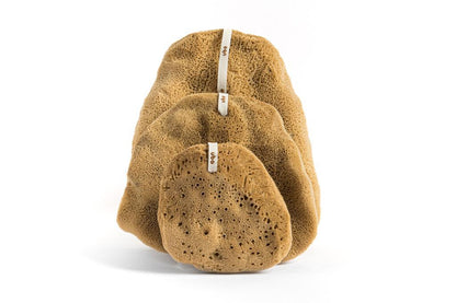 Gąbka morska - Ucho Słonia