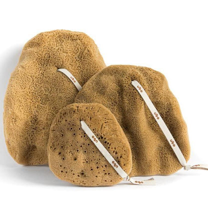 Gąbka morska - Ucho Słonia